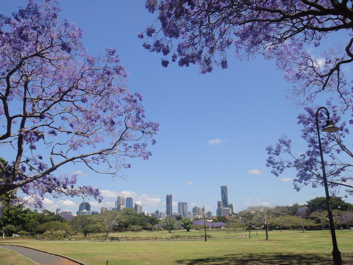 The Brisbane city skyline seen through jacarandas in bloom from New Farm